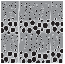 Detailed illustration of ring porous or open grained wood