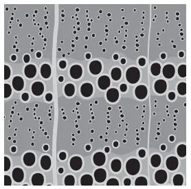 Detailed illustration of ring porous or open grained wood