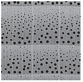 Detailed illustration of semi-ring porous wood